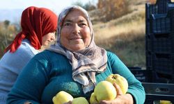 Kahramanmaraş’ta ayva hasadı başladı