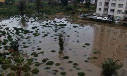 Rize’deki şiddetli yağıştan tarım arazileri de nasibini aldı