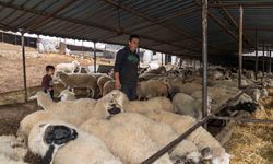 Yangın mağduru çiftçilere 225 ton yem desteği sağlanacak