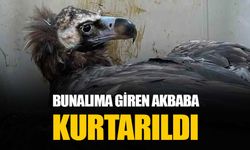 Bunalıma giren akbaba rehabilite edilerek kurtarıldı ve doğaya salındı