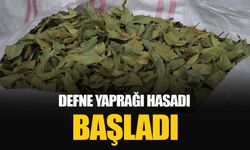 Osmaniye’de defne yaprağı hasadı başladı