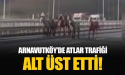 İstanbul Arnavutköy'de başıboş atlar otoyolu karıştırdı!