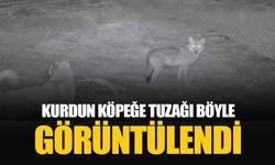 Kurdun köpeği tuzağa çekmesi görüntülendi