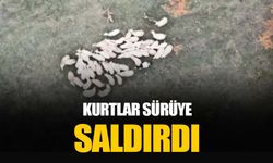 Kurtların koyun sürüsüne saldırısı böyle görüntülendi