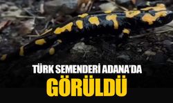 Adana Pozantı'da nesli tükenmekte olan ’semender’ görüldü