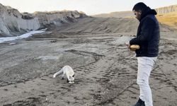 Ahlat'ta dostluk kurdukları tilkiyi 2 yıldır her gün besliyorlar