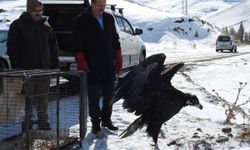 Erzurum'da yaralı bulunan kara akbaba, tedavisinin ardından doğaya bırakıldı