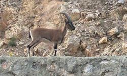 Antalya'da yaban keçisini avlayan şahıs: Domates yıkıyordum