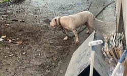 Avcılar’da pitbull cinsi köpek kediyi parçaladı!