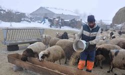 Kars’ta çoban bulmakta zorluk yaşanıyor