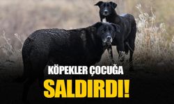 Ankara Haymana'da sahipsiz köpekler çocuğa saldırdı!