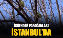 İstanbul'da ağaçtaki İskender Papağanı görenlerde şaşkınlık yarattı