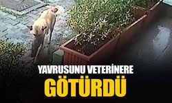 İstanbul’da sokak köpeği hasta yavrusunu veterinere getirdi