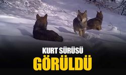 Uludağ’daki kurt sürüsü görüntülendi