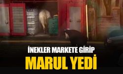 İstanbul Şile'de markete giren inekler marulları yedi