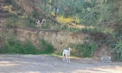 Adana'da köpekler başıboş gezmeye devam ediyor