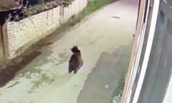Ormanda yiyecek bulamayan ayı Safranbolu'da mahalleye indi