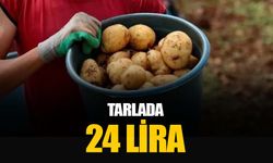 Tarlada kilosu 22-24 lira: Adana’da patates hasadı başladı eskiler Azerbaycan'a gönderildi