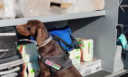 351 bin 620 euro dedektör köpek sayesinde ele geçirildi
