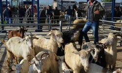 Gönen'de şap alarmı: 15 mahalle karantinaya alındı