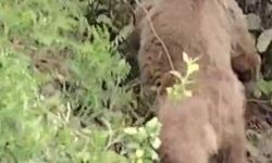 Kastamonu’da vatandaşların ayıyla gülümseten sohbeti kameraya yansıdı