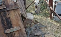 Reyhanlı'da anne köpeğin kuyuya düşen yavrularına kavuşması yürekleri ısıttı