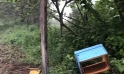 Sinop’ta aç kalan ayı arı kovanlarına saldırdı: Çok sayıda petek zarar gördü
