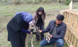 Yozgat'ta kamyonetin kasasında asılı duran köpeği sahibi: Yavrusu için endişelenen köpek atlamak istedi