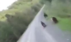 Ankara'da evine giderken yolda ayılarla karşılaştı: O anları kaydetti