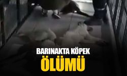 Bursa Osmangazi'de barınakta köpeklerin katledildiği iddiası: Personelin görevine son verilmiştir