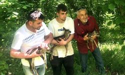 Düzce'de bulunan 2 karaca yavrusu kontrollerin ardından doğaya bırakıldı