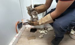 Gebze'de itfaiye ekibi kurtardığı kedi yavrusunu sahiplendi