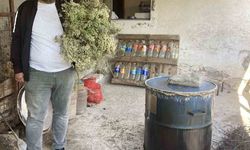 Aydın’da kekikler şifa için kaynatılmaya başlandı