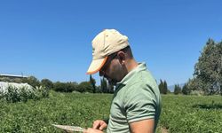 Domates güvesi tehlikesine karşı üreticilere ilaçlama uyarısı