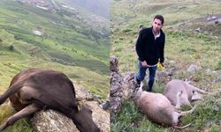 Hakkari Otluca'da yıldırım düşmesi sonucu 3 inek telef oldu