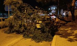 Kahramanmaraş’ta park halindeki otomobilin üzerine ağaç devrildi
