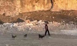 Mardin'de öpeklerin saldırısına aldırış etmeden yoluna devam etti