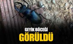 Nesli tükenme tehlikesi altında bulunan 'Geyik Böceği' Diyarbakır’da görüldü