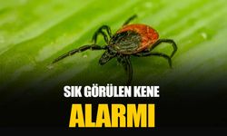 İstanbul’da kene alarmı: Park ve bahçelerde ilaçlama başladı