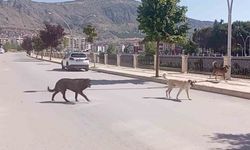 Amasya sokaklarında 'köpek çetesi' korkutuyor