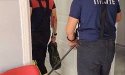 Osmaniye’de aile sağlığı merkezine yılan girdi