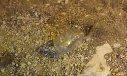 Tunceli’de kız yurdunda engerek yakalandı