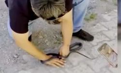Hatay Payas'ta Yılancı Kemal'i yılan ısırdı: Parmağını kaptırdı