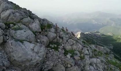 Pervari dağlarında yaban keçileri görüntülendi