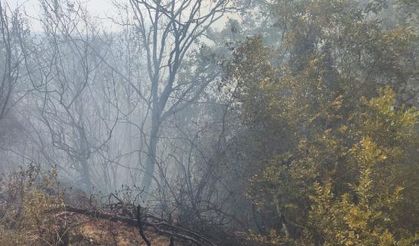 Osmaniye'deki yangında 400 dönüm orman yandı