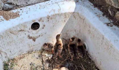 Doğa Koruma ve Milli Parklar Çınarcık Şefliği'nde yumurtadan çıkan tavus kuşları sevinçle karşılandı