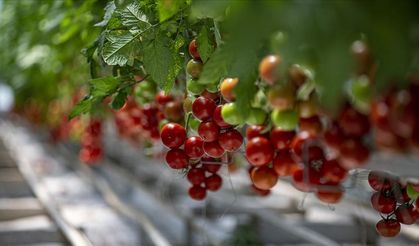 Lezzetini jeotermalden alan domatesler bölge'de tarımın önünü açtı