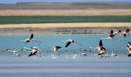 Bitlis Arin Gölü’ne flamingo akını