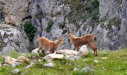 Erzincan’da nesli tükenmekte olan dağ keçileri ineklerle birlikte otladı