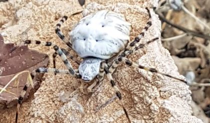 Malatya’da dünyanın en zehirli örümceklerinden biri görüldü